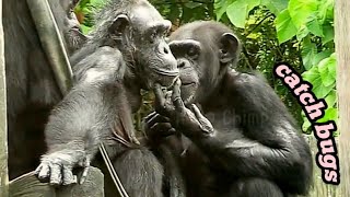 幫忙阿母抓蟲子🐵🐵Chimpanzee DailyTaipei zoo黑猩猩 animals 台北市立動物園 hellochimpazeetv [upl. by Ardnahc]