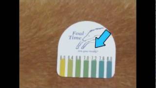 How to use FoalTime Test Strips [upl. by Arocat]