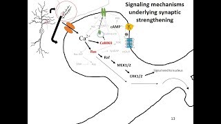 Synaptic Plasticity [upl. by Akir987]