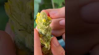 Collecting Mullein Flowers [upl. by Meurer]