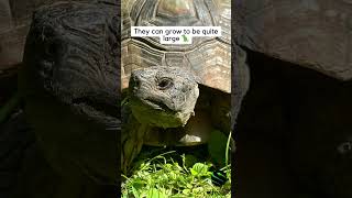 What is a Marginated tortoise kyreptilezoo turtle tortoise cute 🐢 [upl. by Azalea]