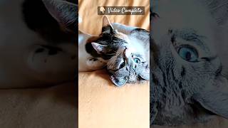 Gatos Abrazados amándose😺Pichu amp Sira😻Gatos que se QUIEREN💞catsloversmagics [upl. by Nay]