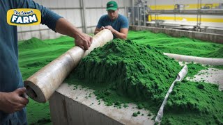 Superfood MEGA Factory How Spirulina is Made [upl. by Ignatzia]