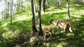 Femmina di cervo con accanto il suo cerbiatto che saltella fototrappolaggio [upl. by Stoops]