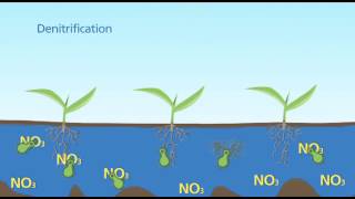 Denitrification Standing Water [upl. by Ocramed]