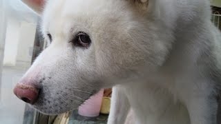 【秋田犬げんき】朝の動き出しが鈍い飼い主を待つ【akita dog】 [upl. by Ahterahs]