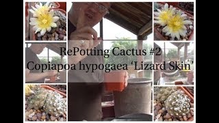 Cactus RePotting 2  Copiapoa Hypogaea Lizard Skin [upl. by Saiasi]