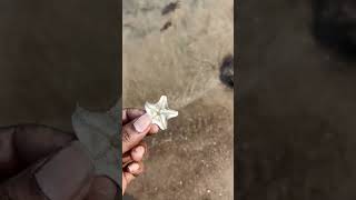 Saving life part1 starfish ocean sea trending ytshorts [upl. by Nahsar]