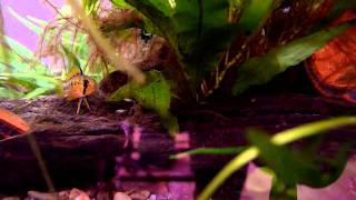 Apistogramma Viejita Macmasteri Mother and Fry  Fish Breeding  Spawning  Lumix LX3 [upl. by Albertson]