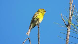 Serin singing  Serinus serinus [upl. by Airaet126]