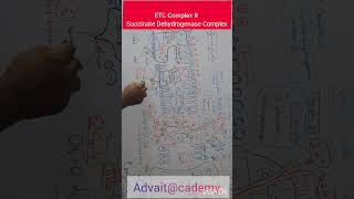 ETC Complex II Succinate Dehydrogenase Complex [upl. by Vasta739]