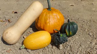 Variedades de calabaza o Zapallo Cucurbita [upl. by Toney350]