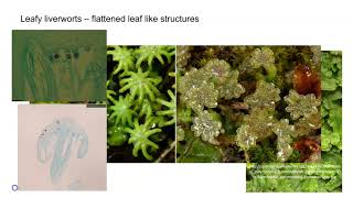 Liverworts [upl. by Juli]