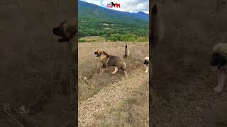 Caucasian Shepherd in the beautiful mountains of North Macedonia 🇲🇰 dog dogs pet pets [upl. by Borreri102]