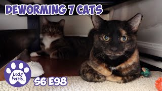 Giving Deworming MedicationTo Seven Cats  S6 E98  Training Feral Cats [upl. by Htennaj]