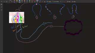 Labeled Line Model [upl. by Ahseikram]