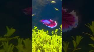 Betta fish happy in planted aquarium bettafish youtubeshorts aquarium [upl. by Jonette]