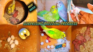 Surprising Breeding Progress Budgies Love bird Cockatiel PARROTSOUVIK trendingbirdsbudgis [upl. by Hollenbeck]