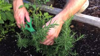 Harvesting Rosemary with Kip Scotts Associate [upl. by Claudell]