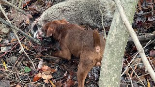 Patterdale terrier puppy training on coons [upl. by Drofub]