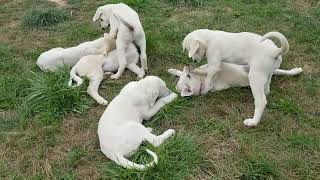 Akbash puppies akbash livestockguardiandog puppy [upl. by Nylinej]