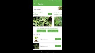 PlantSnap identifies a Spirit Weed Eryngium foetidum [upl. by Labannah359]