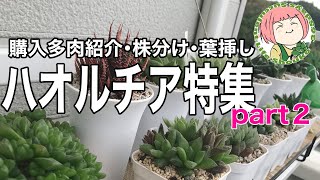 95【多肉植物】ハオルチア特集第２弾！株分け・鉢増し・葉挿し・管理法 [upl. by Landry]