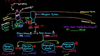 Epinephrine Signaling Cascade  GPCR GProtein Coupled Receptor [upl. by Elwin]