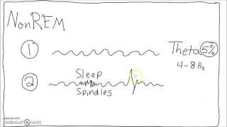 Neuroscience  Sleep Cycle EEG [upl. by Yzus]