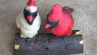 Singing Cardinal Couple on Log [upl. by Fabe]