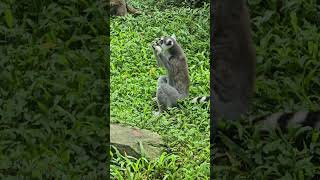 環尾狐猴Ringtailed Lemur與褐狐猴Brown LemurTaipei Zoo [upl. by Aicak789]