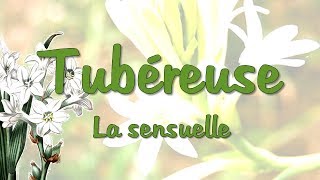 Tubéreuse  la sensuelle [upl. by Donny372]