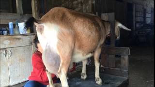 Dairy Goat Clipping for Kidding Season [upl. by Merkle]