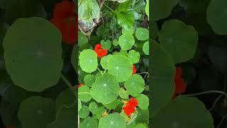 Nasturtium known as Texao in the Andes the place of origin Tropaeolum majus [upl. by Aevin]