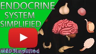 Human Endocrine System Made simple Endocrinology Overview [upl. by Leuamme234]