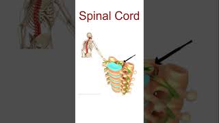 Human Spinal Cord Structure and function Spinal cord anatomy shorts SpinalCord shorts YtShorts [upl. by Rahman]