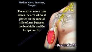 Median Nerve Branches Simple  Everything You Need To Know  Dr Nabil Ebraheim [upl. by Moorefield]