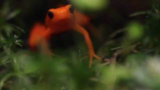 Golden Mantella Mantella aurantiaca Feeding [upl. by Nilat]