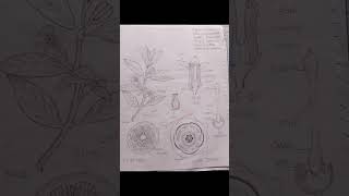 Family Rutaceae plant taxonomybotany diagram viralshorts [upl. by Eneja]