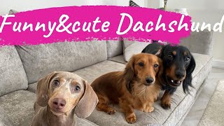 Funniest miniature Dachshund dogs and puppies Videos compilation  Best of Dachshund videos 2021 [upl. by Horatio658]