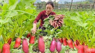 Country Life Taking Care of My Livestock  Harvesting Red Beets to Sell at Market  Trieu Mai Huong [upl. by Cathy]