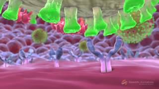 SwineFlu Influenza H1N1 Mechanism of Action MOA Animation [upl. by Benjamin]