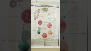 Zoology  Entamoeba histolytica life history [upl. by Henrietta454]