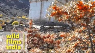 Hippophae tibetica or Leh Berry shrubs in Ladakh [upl. by Ahsimit]