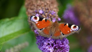 Warum sollte man die Blüten vom Sommerflieder unbedingt abschneiden wenn diese verblüht sind [upl. by Trevah810]