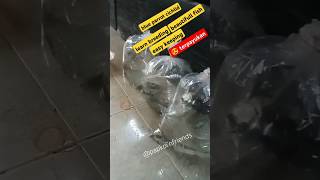 Packing ikan tanpa oksigen perjalanan 1 jam aman  3 pasang terjual  blueparrot cichlid fish [upl. by Ahsya]