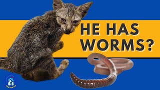 WORMS in CATS 🐱🐛 Symptoms contagion [upl. by Byran368]