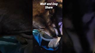 Wolf and Dog Share Sort of petwolf wolfpup wolfdog [upl. by Aneertak]