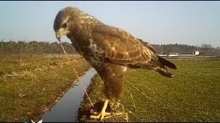 Buizerd met mol [upl. by Kcirttap]