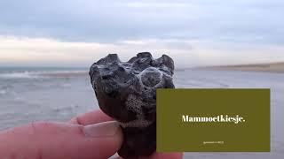 Vier tips voor fossielen zoeken op de Maasvlakte [upl. by Aurthur376]